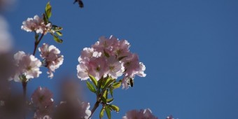 Frühling 2015 im Klee